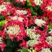 Хортензия (Hidrangea sp.)
